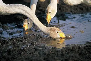 Puddles: Whooper Swan - drinking