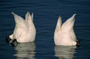 Upended: Whooper SWAN - bottom feeding