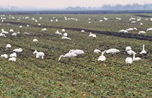 Beat: Whooper Swan - feeding on sugar beat tops