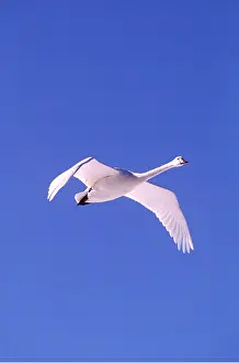 Sympathy: WHOOPER SWAN - IN FLIGHT