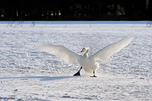 Outstretched: Whooper Swan in flight landing in snow