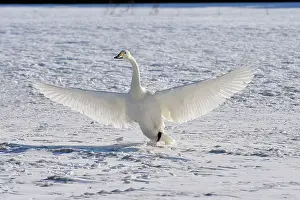 Outstretched: Whooper Swan in flight landing in snow