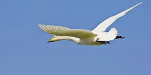 Whooper: Whooper Swan in flight near Latrabjerg