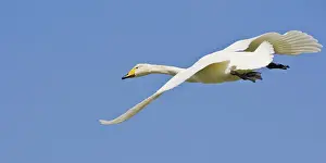 Whooper: Whooper Swan in flight near Latrabjerg