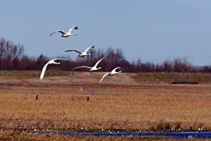 Washes: Whooper Swan - Flock in flight over washes