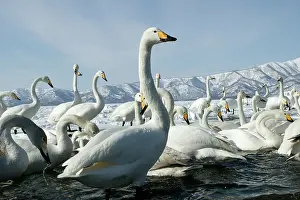 Kushiro: Whooper Swan - flock by lake Lake Kushiro