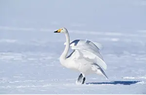 Spread: Whooper Swan on frozen lake with wings spread