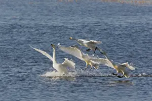 Washes: Whooper Swan - Group in flight over flooded washes