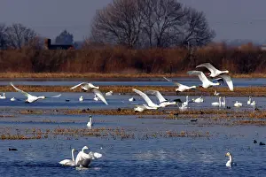Washes: Whooper Swan - Group in flight over flooded washes