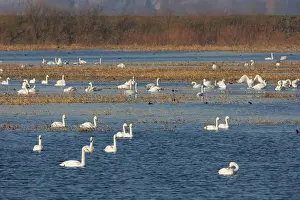 Washes: Whooper Swan - Groups on flooded washes