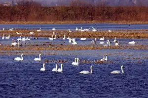 Washes: Whooper Swan - Groups on flooded washes