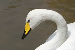 Belguim: Whooper Swan head study - Part of the wildfowl
