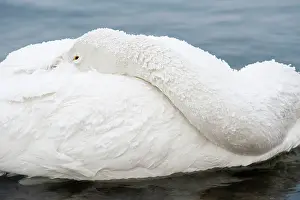 Tucked: Whooper Swan - head tucked over back