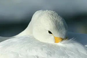 Tucked: Whooper Swan - with head tucked into plumage
