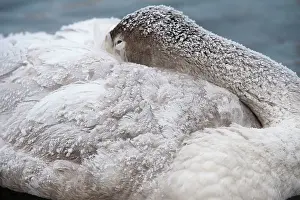 Tucked: Whooper Swan - immature - head tucked into wings