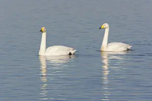 Washes: Whooper Swan - Pair on flooded washes