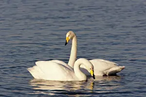 Washes: Whooper Swan - Pair on flooded washes