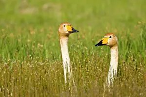 Whooper: Whooper swan pair in Iceland