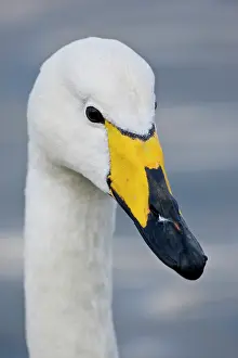 Whooper: Whooper Swan at a pond in Reykjavik, Iceland