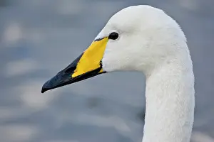 Whooper: Whooper Swan at a pond in Reykjavik, Iceland