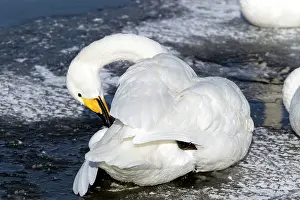 Gland: Whooper Swan - preening with oil gland
