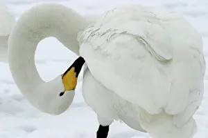 Gland: Whooper Swan - preening, using oil gland
