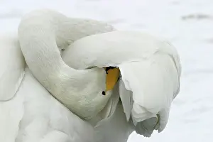 Gland: Whooper Swan - preening, using oil gland