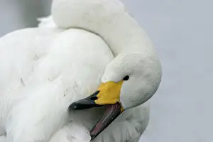Gland: Whooper Swan - preening, using oil gland