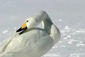 Gland: Whooper Swan - preening, using oil gland