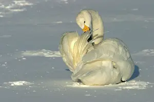 Gland: Whooper Swan - preening, using oil gland