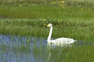 Lochs: Whooper Swan - On small loch in early Summer