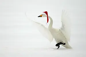 020519: Whooper Swan, taking off wearing Christmas hat