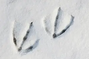 Footprints: Whooper Swan Tracks
