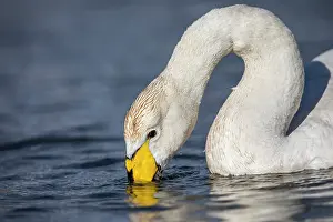 Neck: Whooper Swan - UK