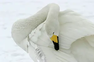 Gland: Whooper Swan - Washing with oil gland
