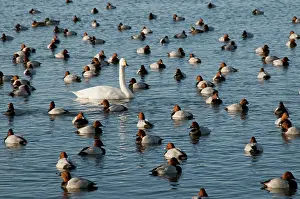 Pochards: Whooper Swan - on water among pochard