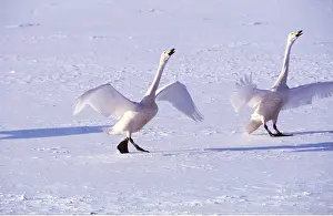 Whooper: WHOOPER SWAN - Wings outstretched