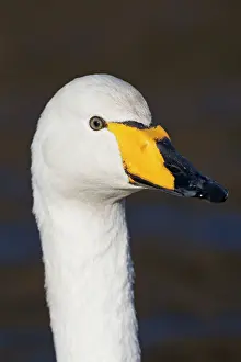 Whooper: Whooper Swan - winter