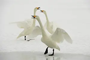 Kussharo: Whooper Swans