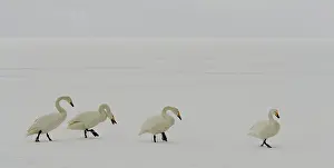 Kussharo: Whooper Swans