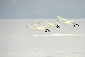 Kussharo: Whooper Swans