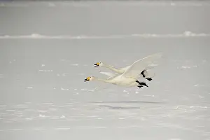 Kussharo: Whooper Swans