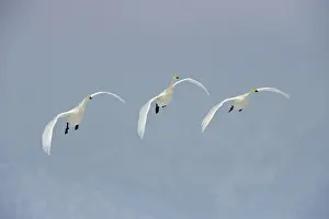 Kussharo: Whooper Swans