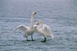 Mates: Whooper Swans
