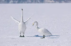 Mates: Whooper Swans