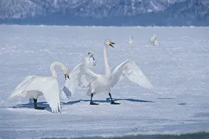 Mates: Whooper Swans