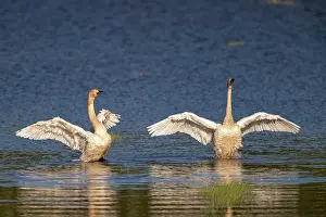 Whooper: Whooper swans (Cygnus cygnus), Lusatia, Saxony