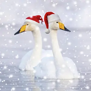 130620: Two Whooper swans (Cygnus cygnus) swim in the