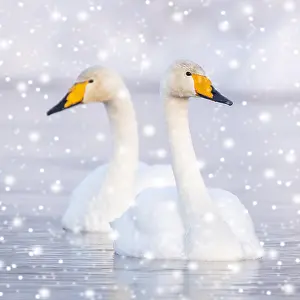 130620: Two Whooper swans (Cygnus cygnus) swim in the