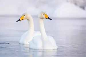 Whooper: Two Whooper swans (Cygnus cygnus) swim in the lake